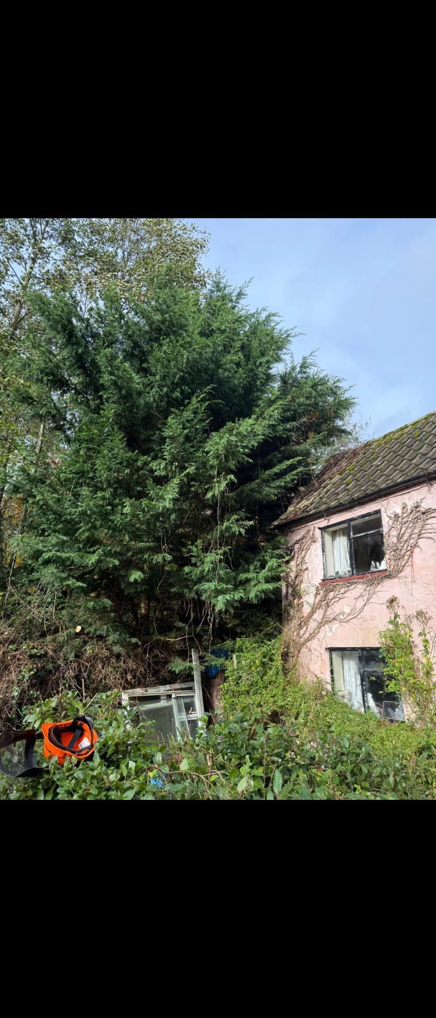 Tree surgery