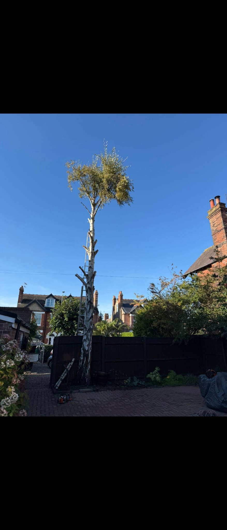Tree surgery