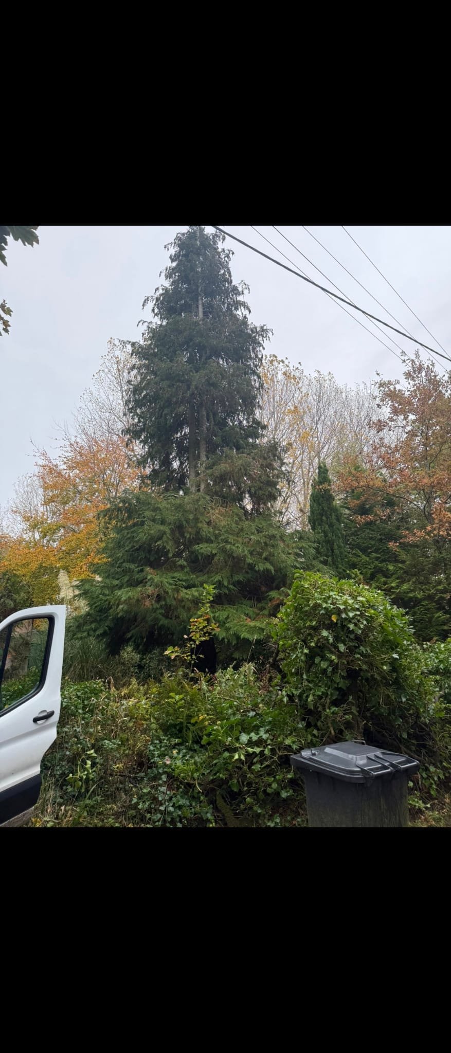 Tree surgery