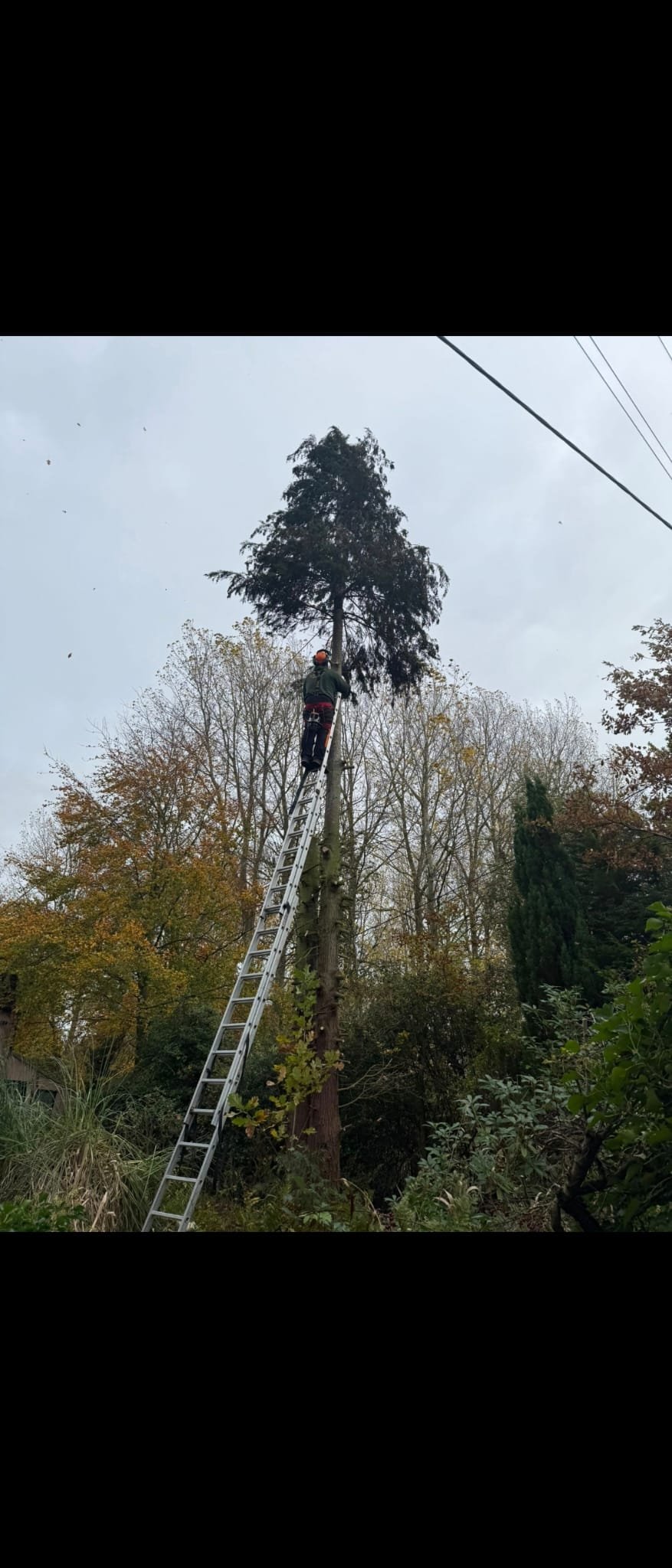 Tree surgery