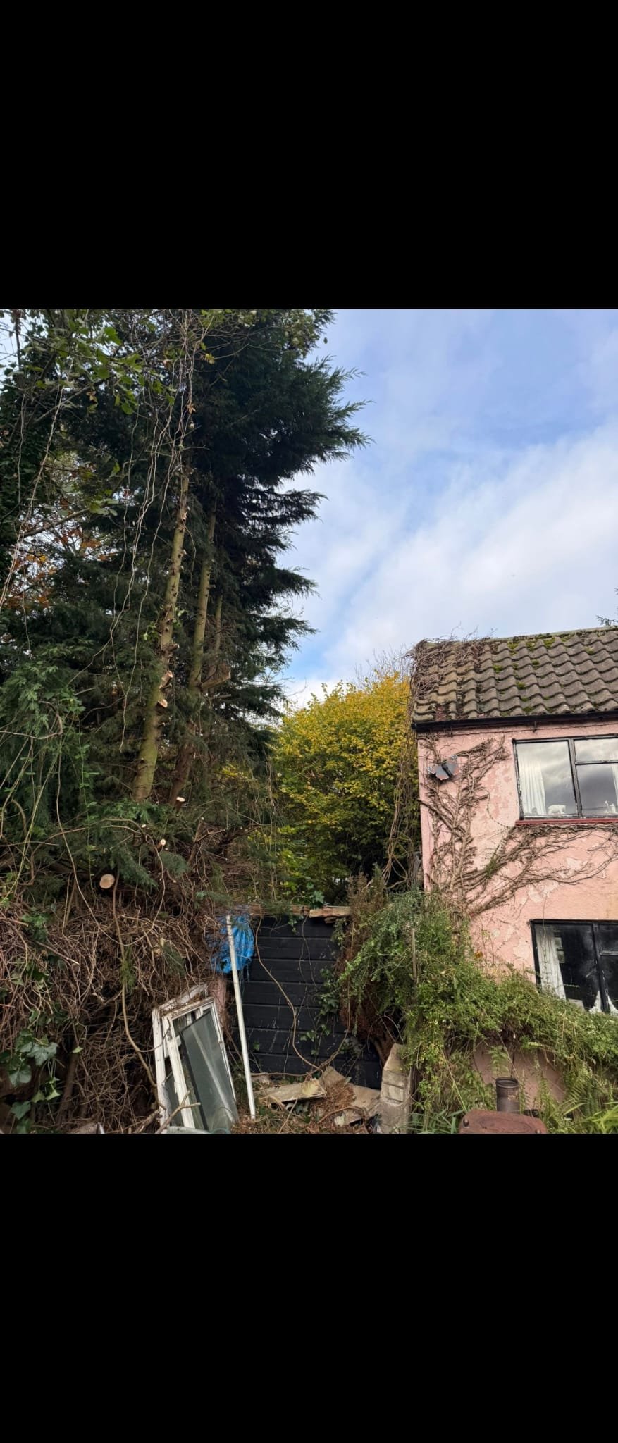 Tree surgery