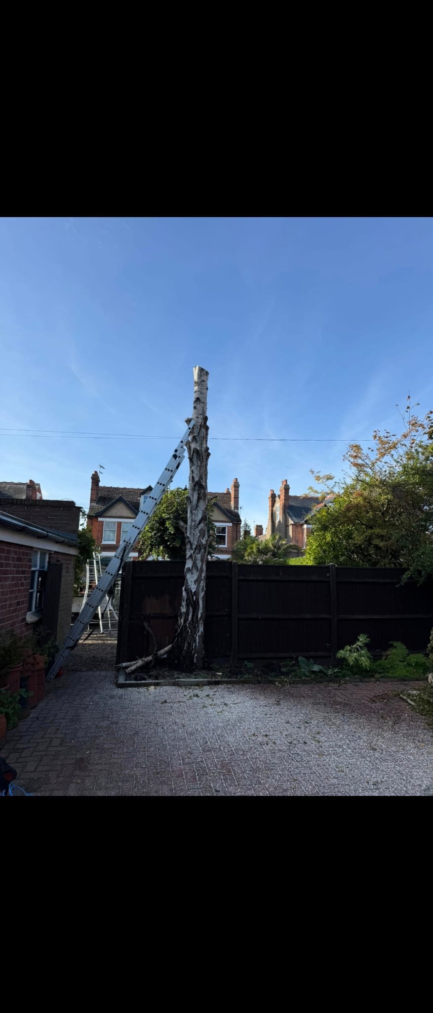 Tree surgery